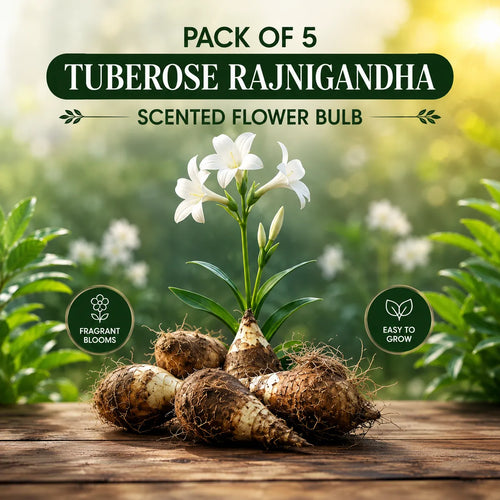 Rajnigandha Tuberose Flower Bulbs – Pack of 5