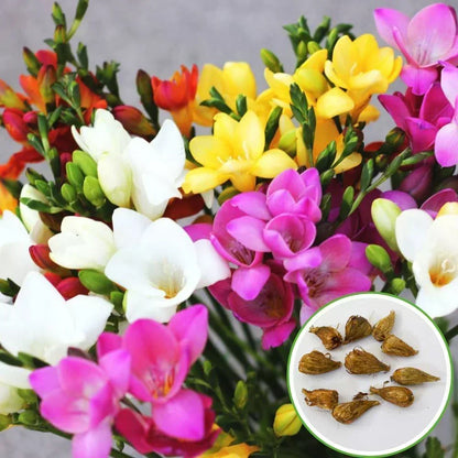 Fragrant Multicolor Flower Bulbs – Pack of 10