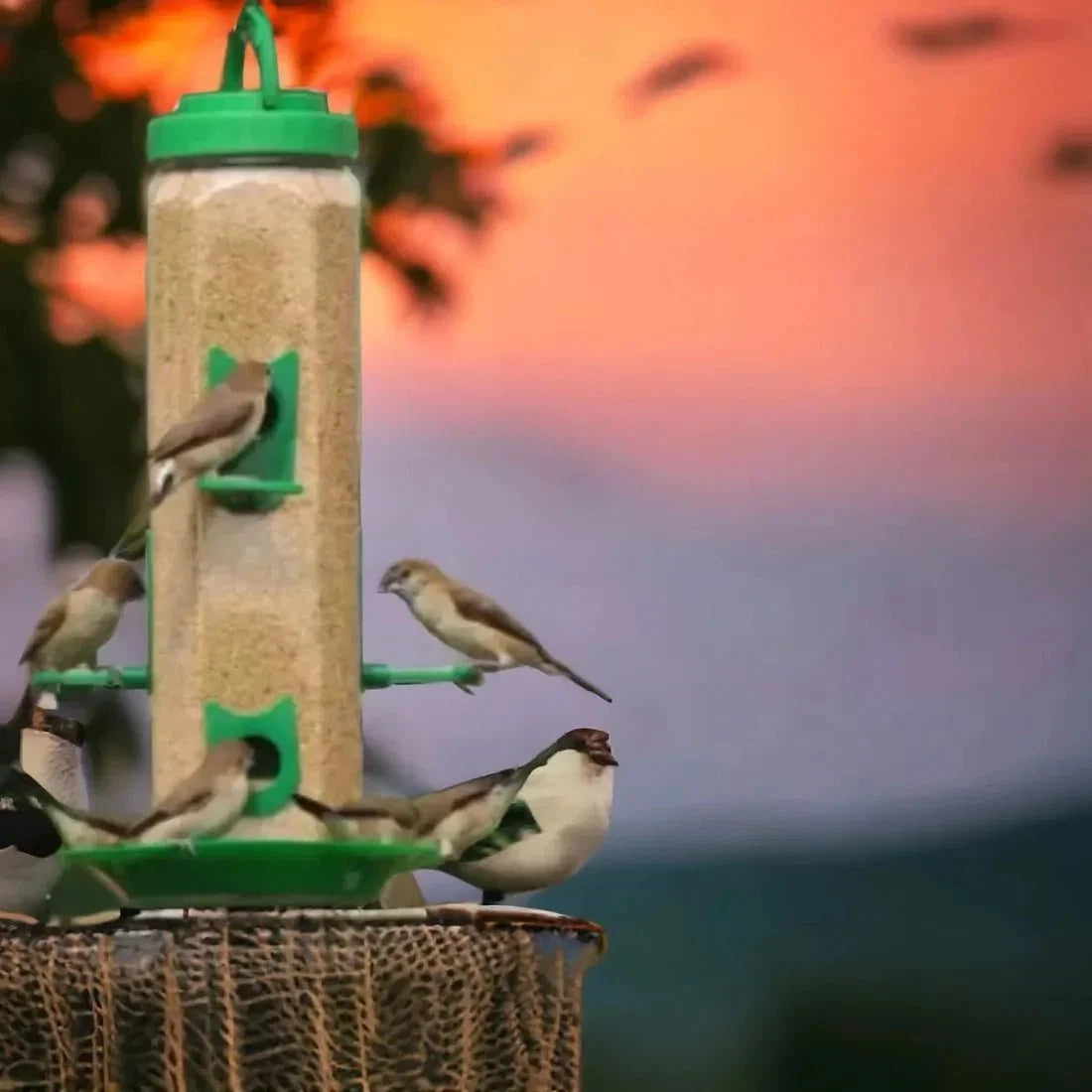 The Better Bird feeder