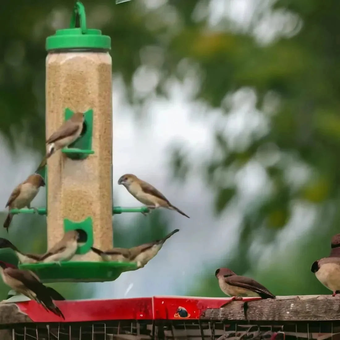 The Better Bird feeder
